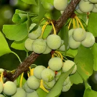 Ginkgo Biloba for Vision Support